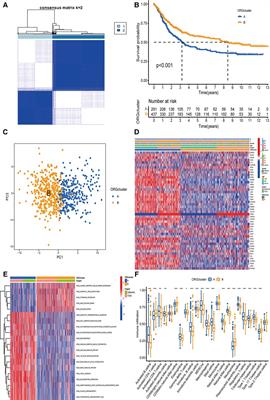 Oxidative stress-related patterns determination for establishment of prognostic models, and characteristics of tumor microenvironment infiltration